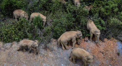 Conmoción en China por una manada de elefantes que destruye todo a su paso