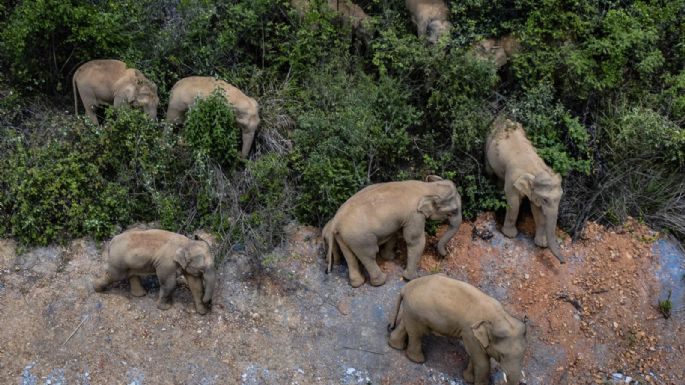 Conmoción en China por una manada de elefantes que destruye todo a su paso