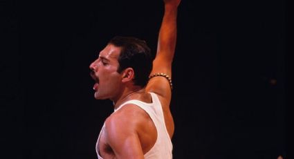 Freddie Mercury: una gatita se viralizó por su parecido