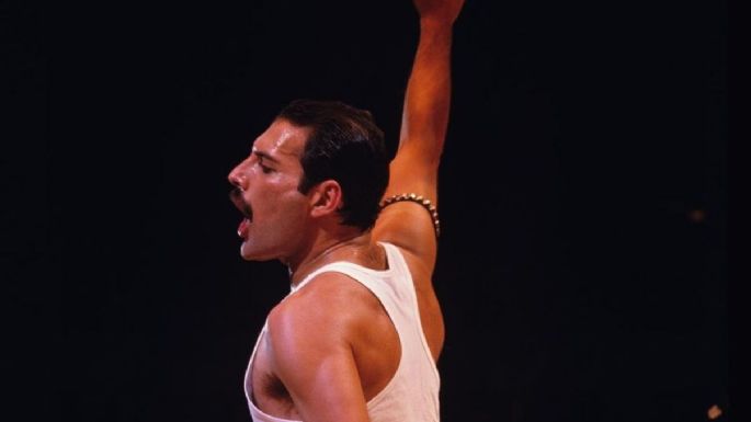 Freddie Mercury: una gatita se viralizó por su parecido