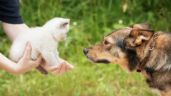 Perros y gatos: adaptación de mascota adulta a un nuevo amigo