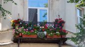 Plantas con flores para balcón: cómo crear un rincón verde y colorido