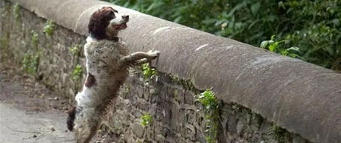 El misterio del Puente Overtoun: ¿Por qué cientos de perros se quitan la vida en este lugar?