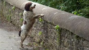 El misterio del Puente Overtoun: ¿Por qué cientos de perros se quitan la vida en este lugar?