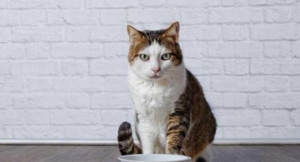 Mascotas: descubrí cómo tenes que alimentar a tu gato y con qué periodicidad