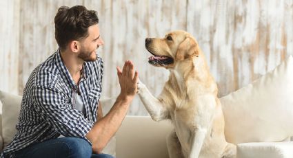 Mascotas: los mejores trucos para evitar el mal olor dentro del hogar