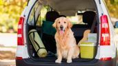 Viajar con mascotas en auto: trucos para que sea sencillo