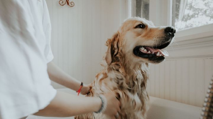 Mascotas: con qué frecuencia debes bañar a tu perro