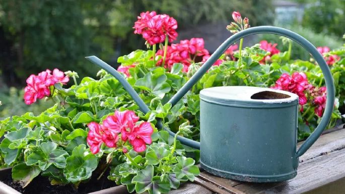 Vinagre: el secreto para hacer crecer tus plantas con flores