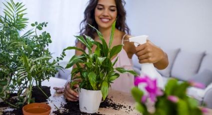 10 usos sorprendentes del vinagre para el cuidado de tus plantas de interior y exterior