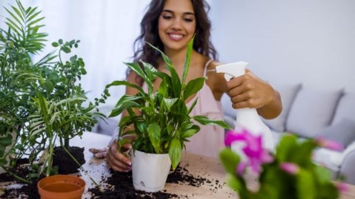 10 usos sorprendentes del vinagre para el cuidado de tus plantas de interior y exterior
