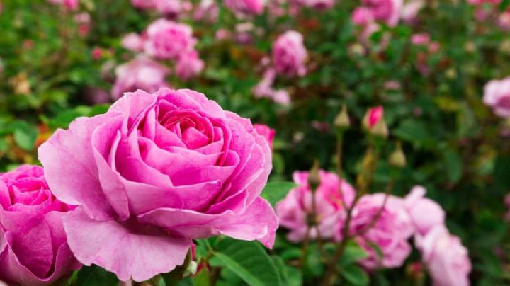 Vinagre y rosas: el secreto para tener unas flores hermosas y duraderas