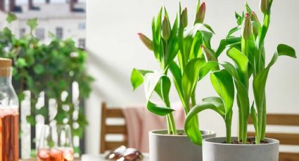Cómo usar el vinagre para las plantas: 7 formas de aprovechar sus beneficios