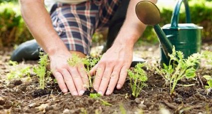 Cómo regular el pH de la tierra con vinagre: consejos y precauciones