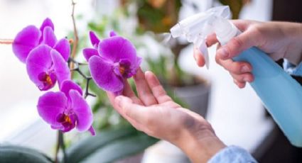 Cómo cuidar las orquídeas con vinagre: 6 consejos imprescindibles