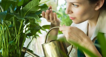 Cómo revivir tus plantas secas usando vinagre en menos de 3 días