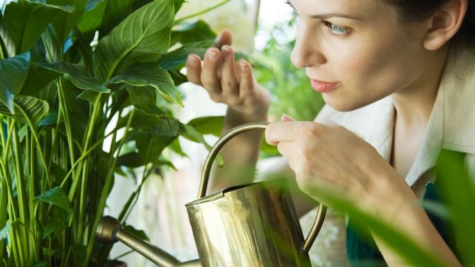 Cómo revivir tus plantas secas usando vinagre en menos de 3 días