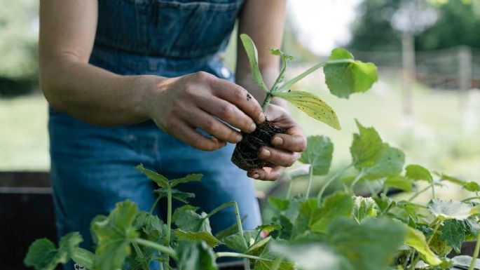 Vinagre: una solución natural para preparar el suelo y mejorar el crecimiento de las plantas
