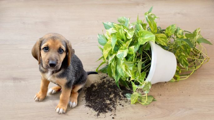 Vinagre: cómo utilizarlo para que tus mascotas no rompan las plantas