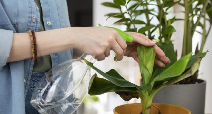 4 razones por las que debes usar vinagre para cuidar tus plantas de interior