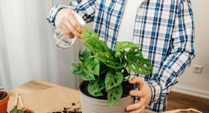 Cómo convertir el vinagre en un herbicida natural