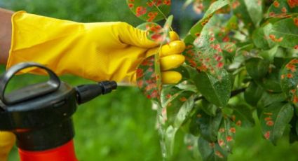 4 razones por las que deberías cuidar tus plantas con vinagre
