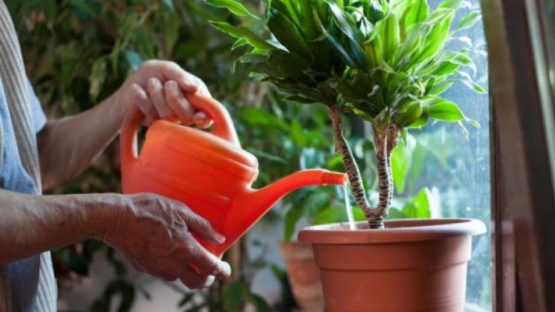 Vinagre para tus plantas: cómo usarlo y lograr jardín sano y brillante