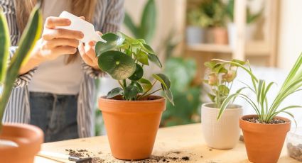 5 razones para usar vinagre en tus plantas en el verano
