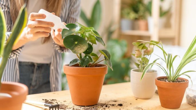 5 razones para usar vinagre en tus plantas en el verano