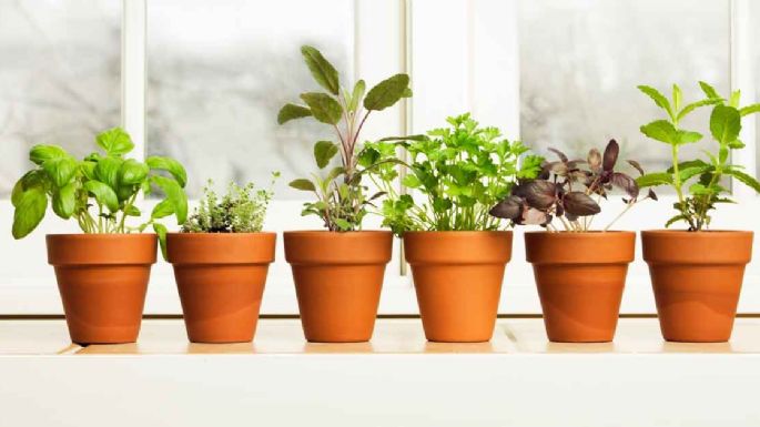 Plantas: cómo usar el vinagre para controlar el moho en las macetas