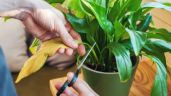 Cuida y revitaliza tus plantas: combatir la falta de hierro con vinagre