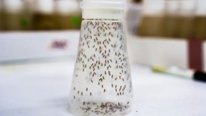 Usos del vinagre: la fórmula más efectiva para espantar moscas y mosquitos