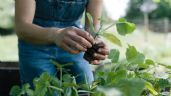 Plantas y vinagre: cómo usarlo para germinar las semillas más difíciles
