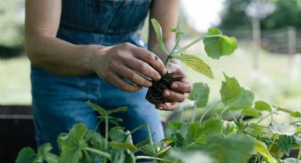 Plantas y vinagre: cómo usarlo para germinar las semillas más difíciles