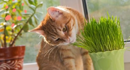 Trucos caseros: cómo hacer hierba gatera, un divertido estimulante para tus gatos