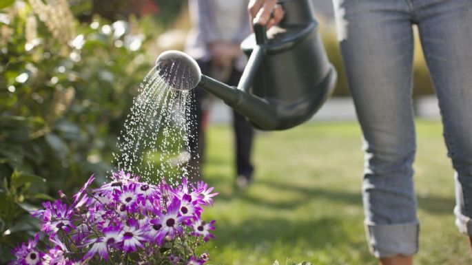 Cómo utilizar vinagre para neutralizar el agua de riego de tus plantas