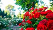 Vinagre: 4 beneficios increíbles para que tus rosas estén más lindas que nunca