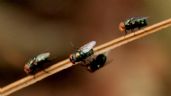 Cómo alejar hormigas y otros insectos de tu hogar con vinagre