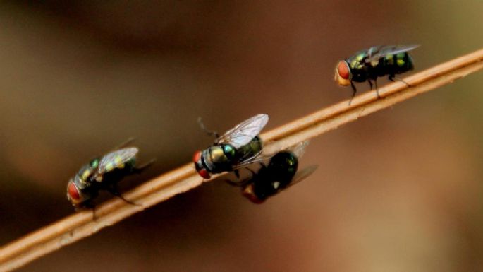 Cómo alejar hormigas y otros insectos de tu hogar con vinagre