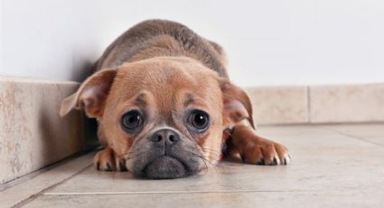 Señales de alarma para saber si tu perro está estresado