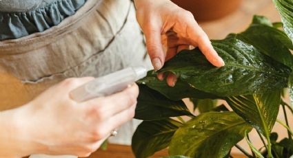 3 maneras de usar vinagre para cuidar tus plantas