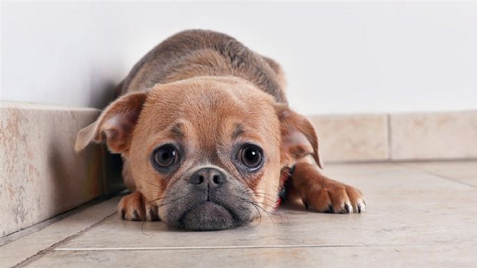 Señales de alarma para saber si tu perro está estresado