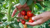 Cómo usar vinagre para cuidar tus plantas de tomates
