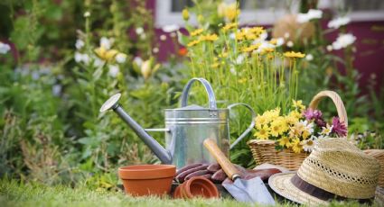 Plantas: estas son las ideales para este mes en tu huerta o jardín