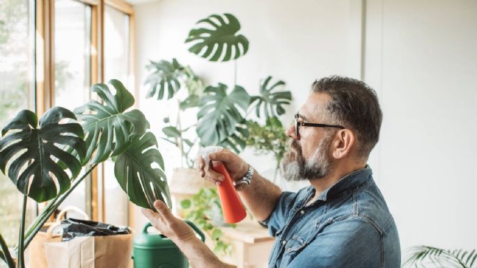 Tips imperdibles para limpiar tus plantas de interior
