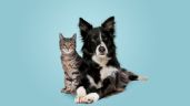 Perros y gatos: cómo compensar el calor