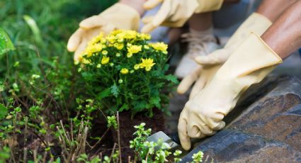 5 recomendaciones sobre el cuidado de las plantas