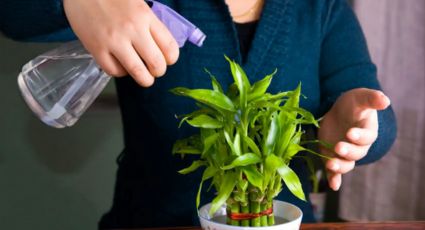 Plantas de interior: 5 motivos por el que no crecen