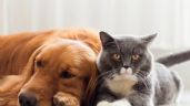 Perros y gatos: cómo controlar la obesidad en los animales