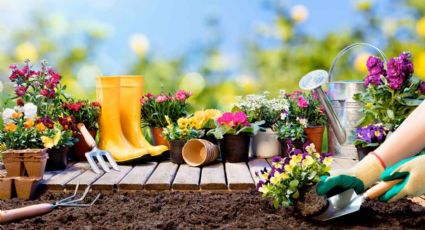 Jardinería: trucos para principiantes